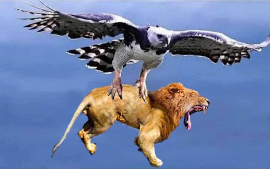 老鹰挑战狮子为了证明它的力量||动物世界