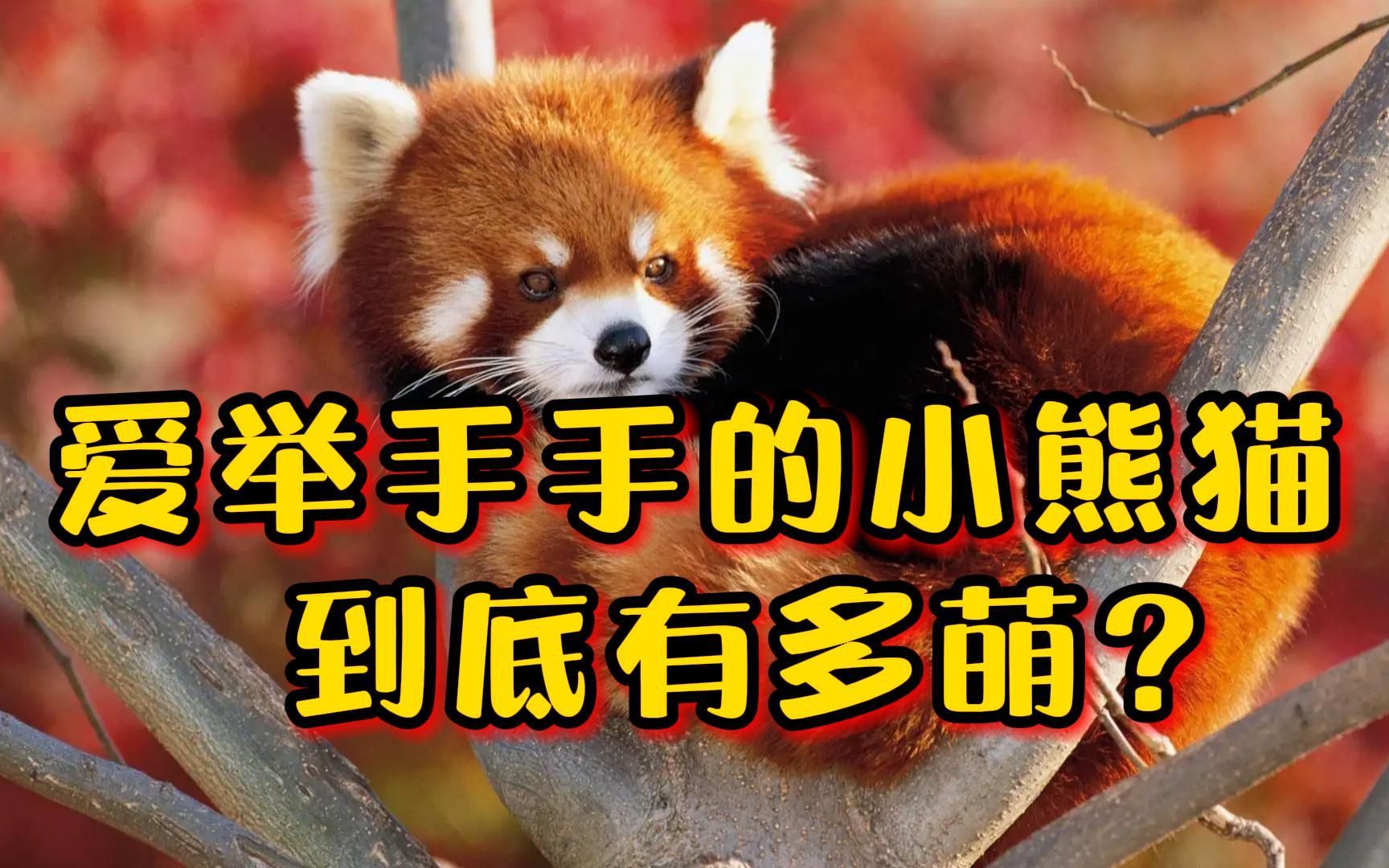 爱举手卖萌的小熊猫,到底有多萌?_哔哩哔哩_bilibili