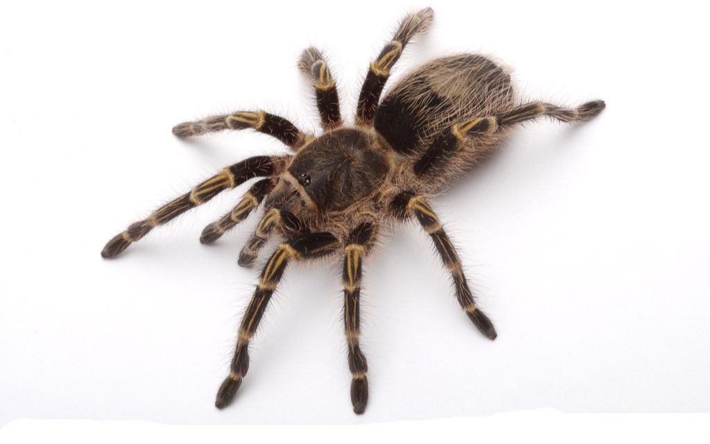 蜘蛛馍3合一_哔哩哔哩_bilibili