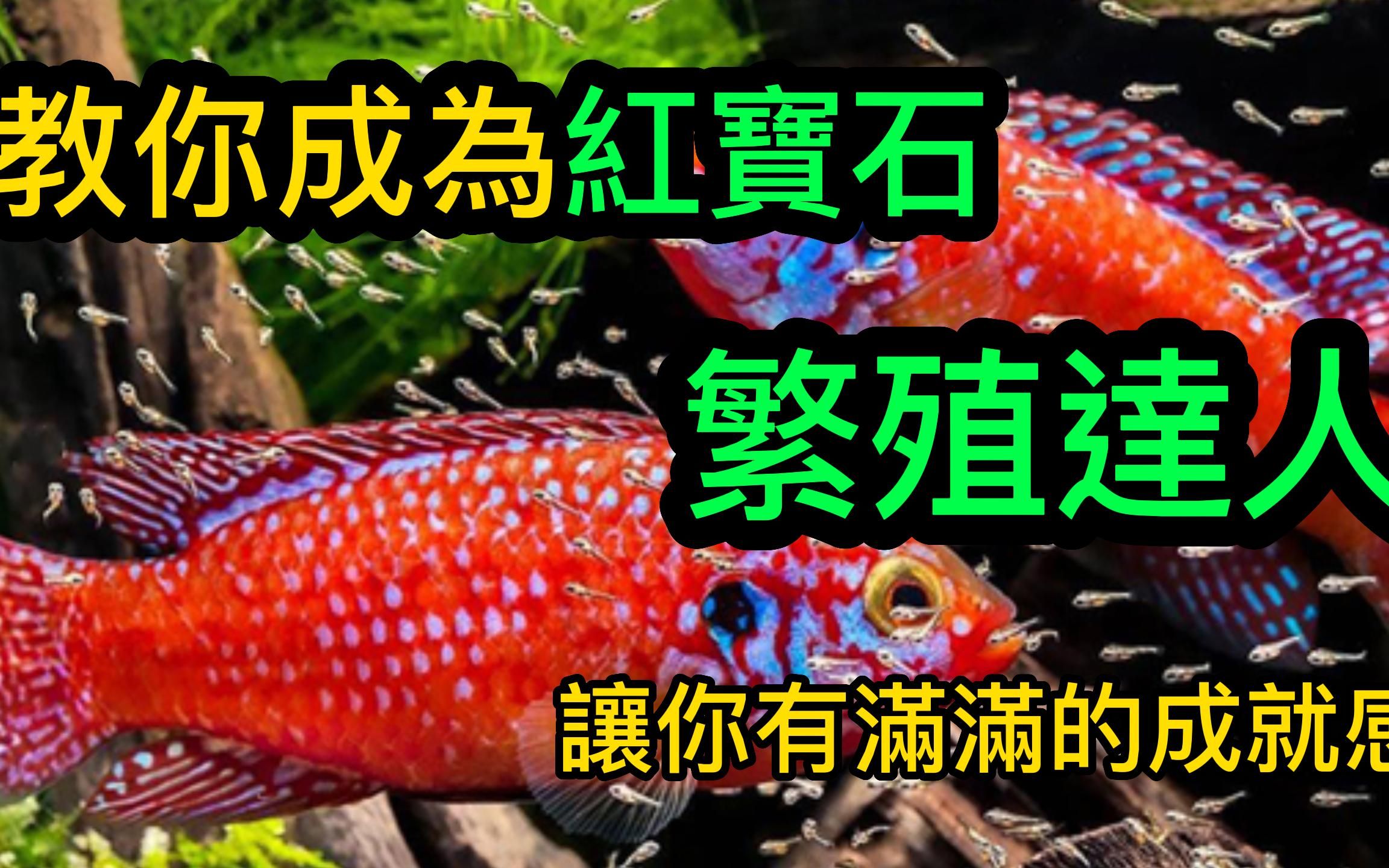 非洲慈鲷红宝石繁殖重点! 小鱼从孵化到长大! | 水族系列哔哩哔哩bilibili