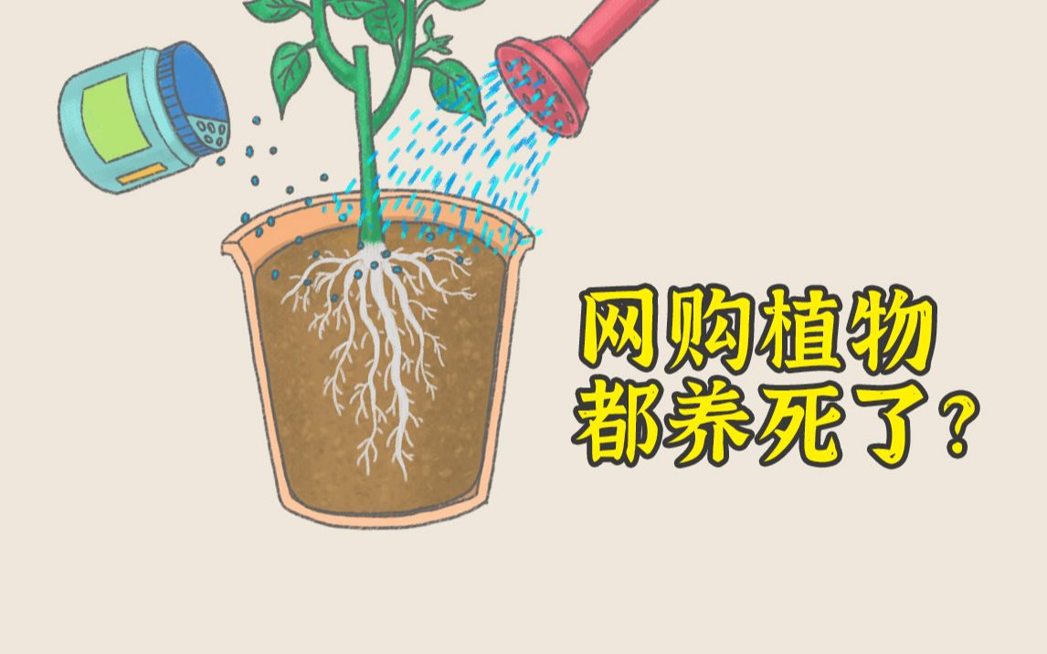 网购植物收到后要做什么哔哩哔哩bilibili