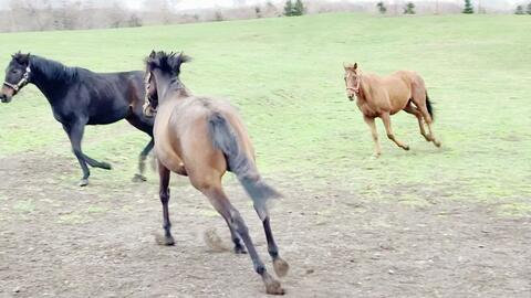 栗毛坏小子成功篡权 哔哩哔哩