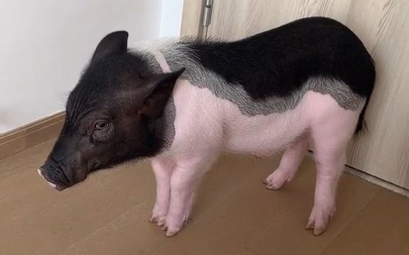 老四又降价了还要不要等到年底再