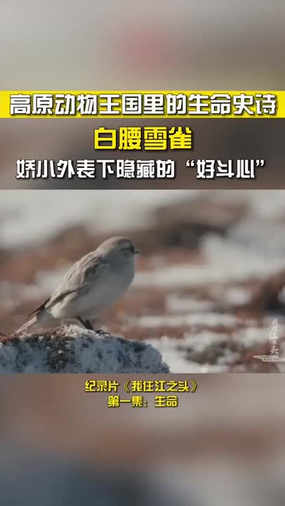 [图]白腰雪雀 娇小外表下隐藏着好斗心《我住江之头》【CCTV纪录】