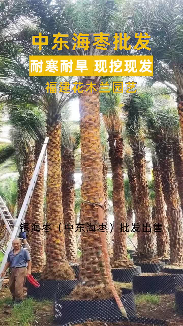 天津中东海枣供应 #贵州中东海枣 #河北中东海枣 #湖南中东海枣 #福建