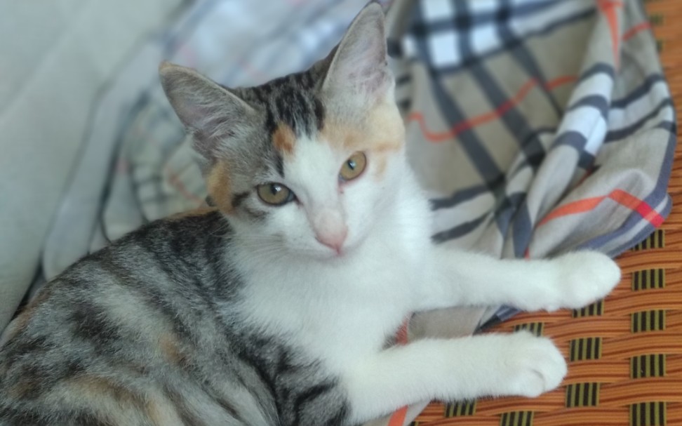 【混血美短】小仙女躲躲