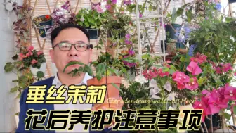 下载视频: 垂丝茉莉开完花，做好4件事，多发枝叶，来年继续开