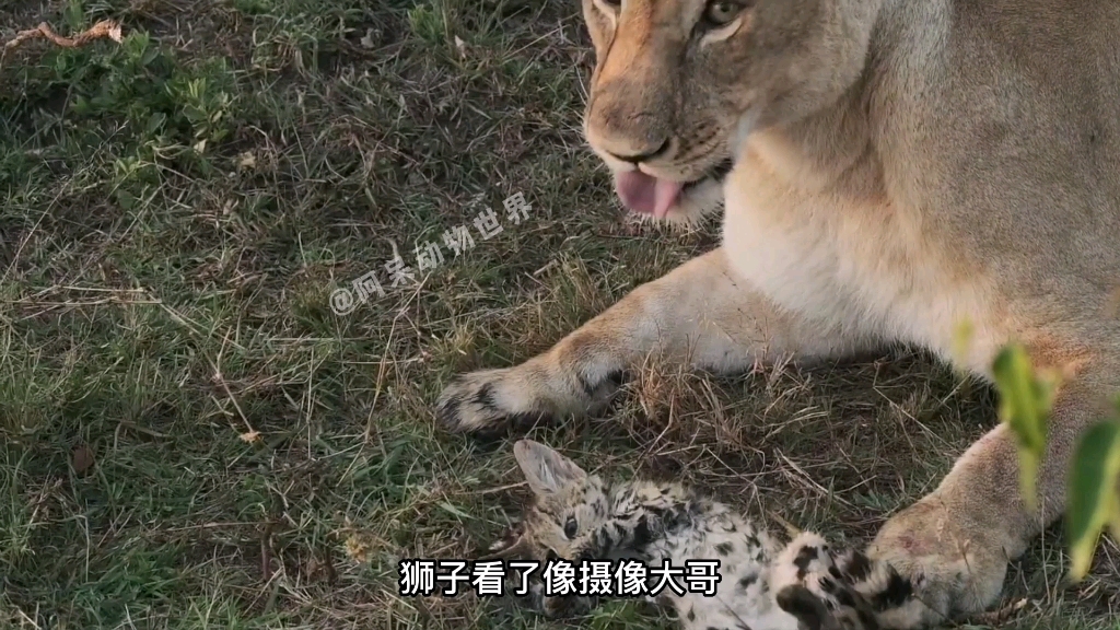 猎豹挑衅狮子,被狮子一顿输出给咬死了哔哩哔哩bilibili