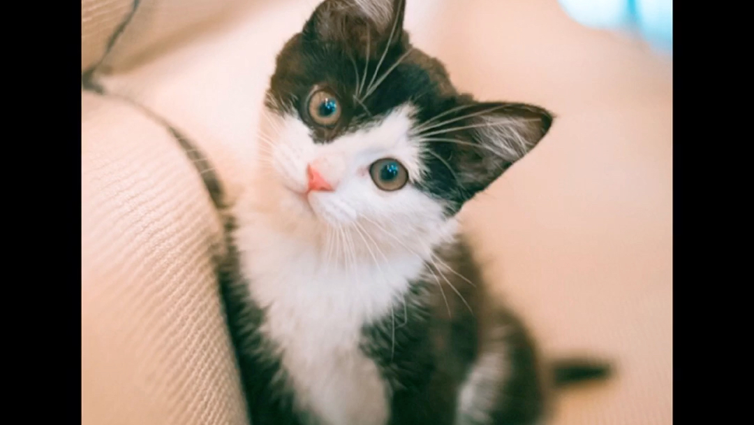 小猫的袭击!(壁纸)