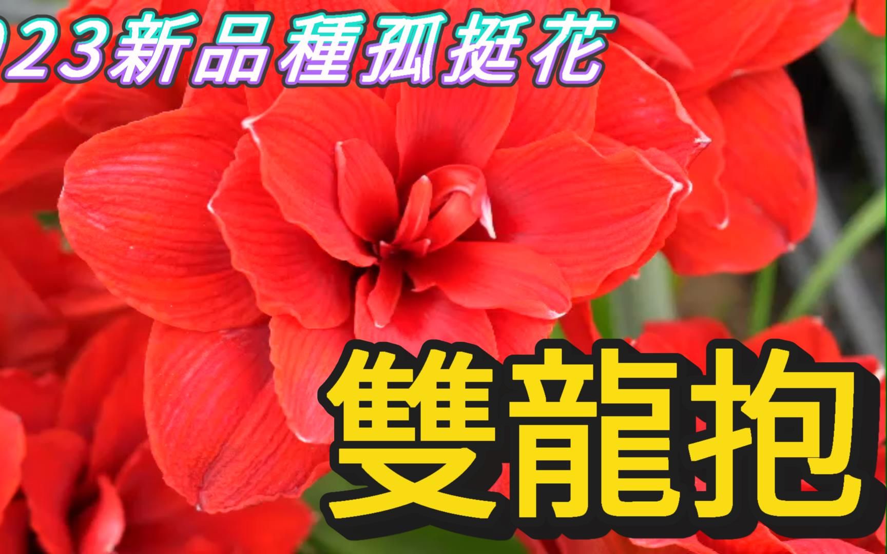 [图]雙龍抱！艷紅瑪迪斯！歡喜妮芙！2023新品種孤挺花【老四農場】[Amaryllis][アマリリス]ep22