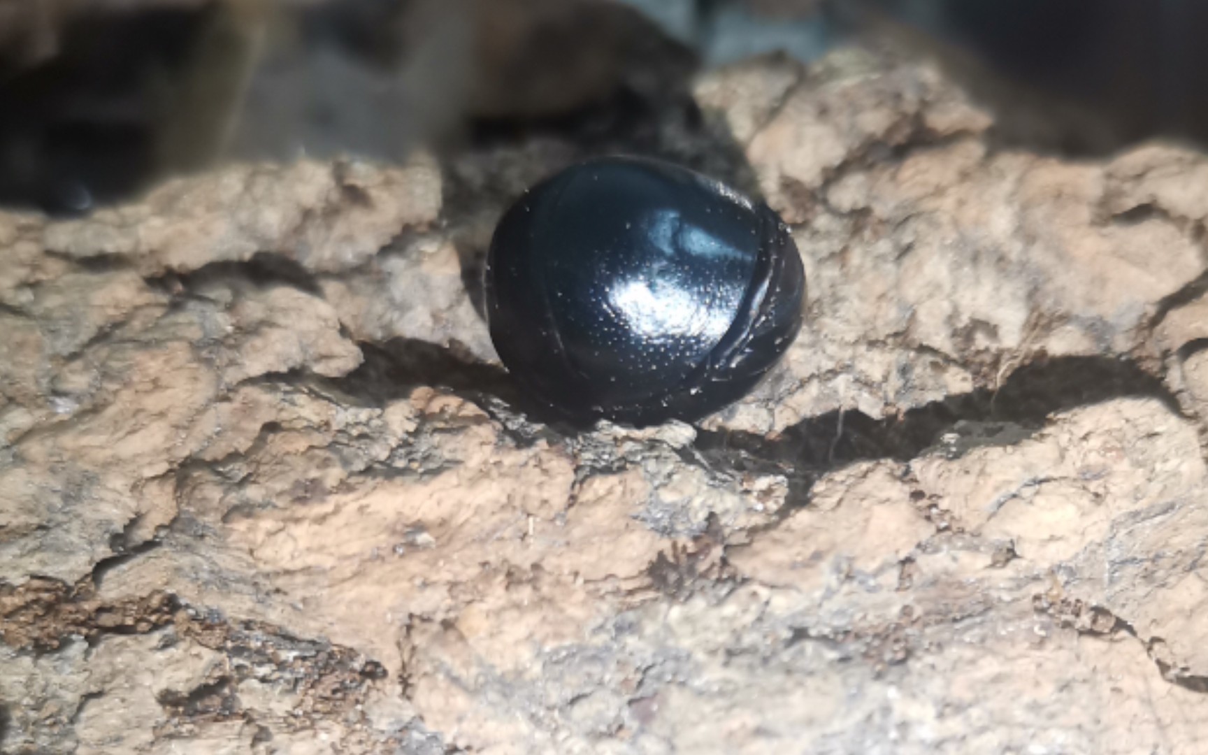 【球蠊】一个球