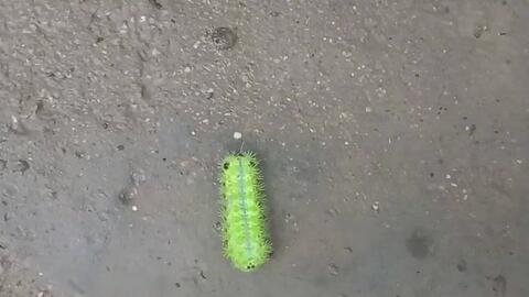 史上最惨毛毛虫 被胡蜂产卵体内 万箭穿心啊这是 哔哩哔哩 Bilibili