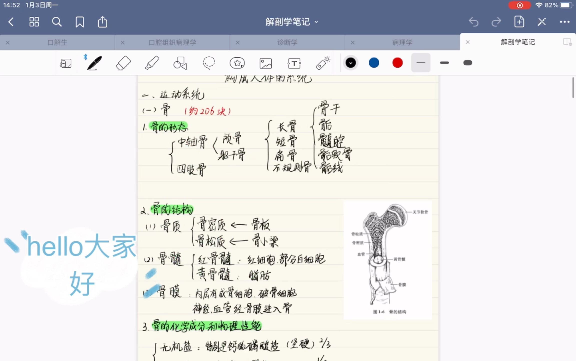 [图]解剖学笔记分享binlingbinling