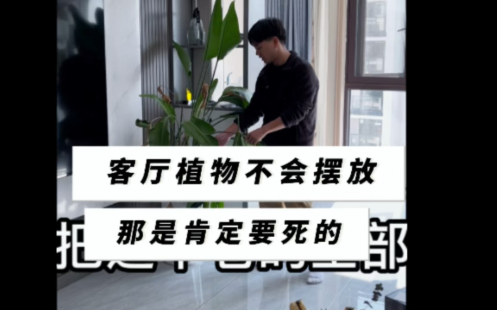 客厅植物如何正确摆放,你学会了吗?哔哩哔哩bilibili