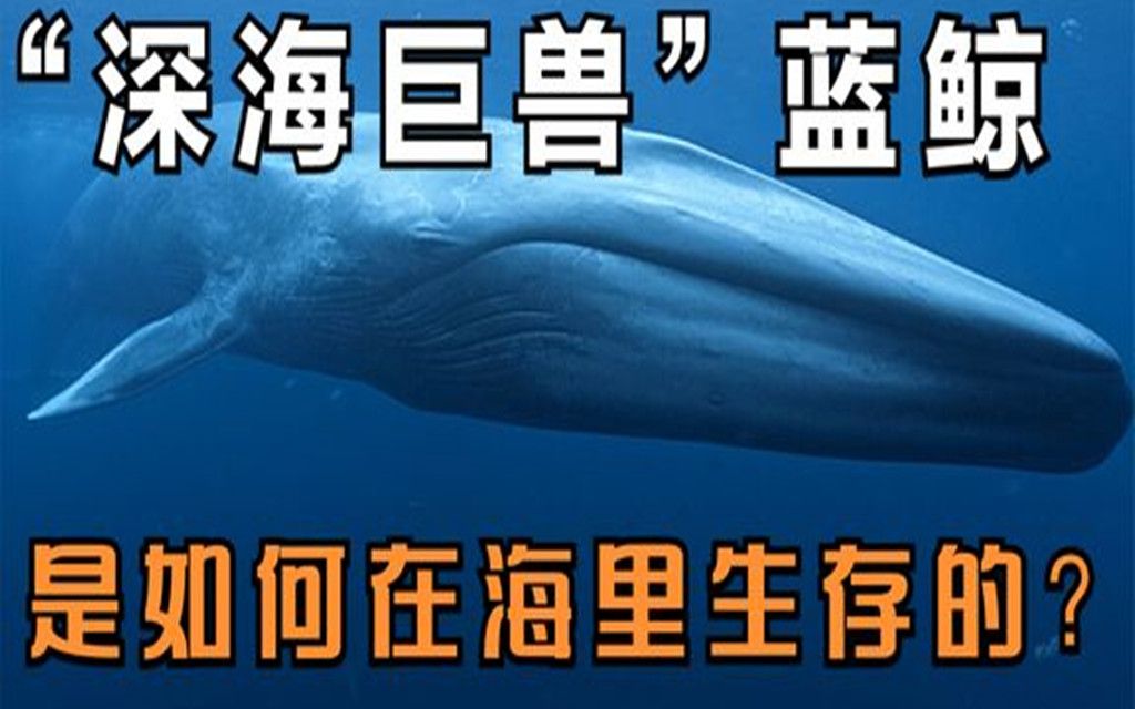 蓝鲸舌头可以站立55人,每次进食磷虾约200万只,它到底有多大哔哩哔哩bilibili