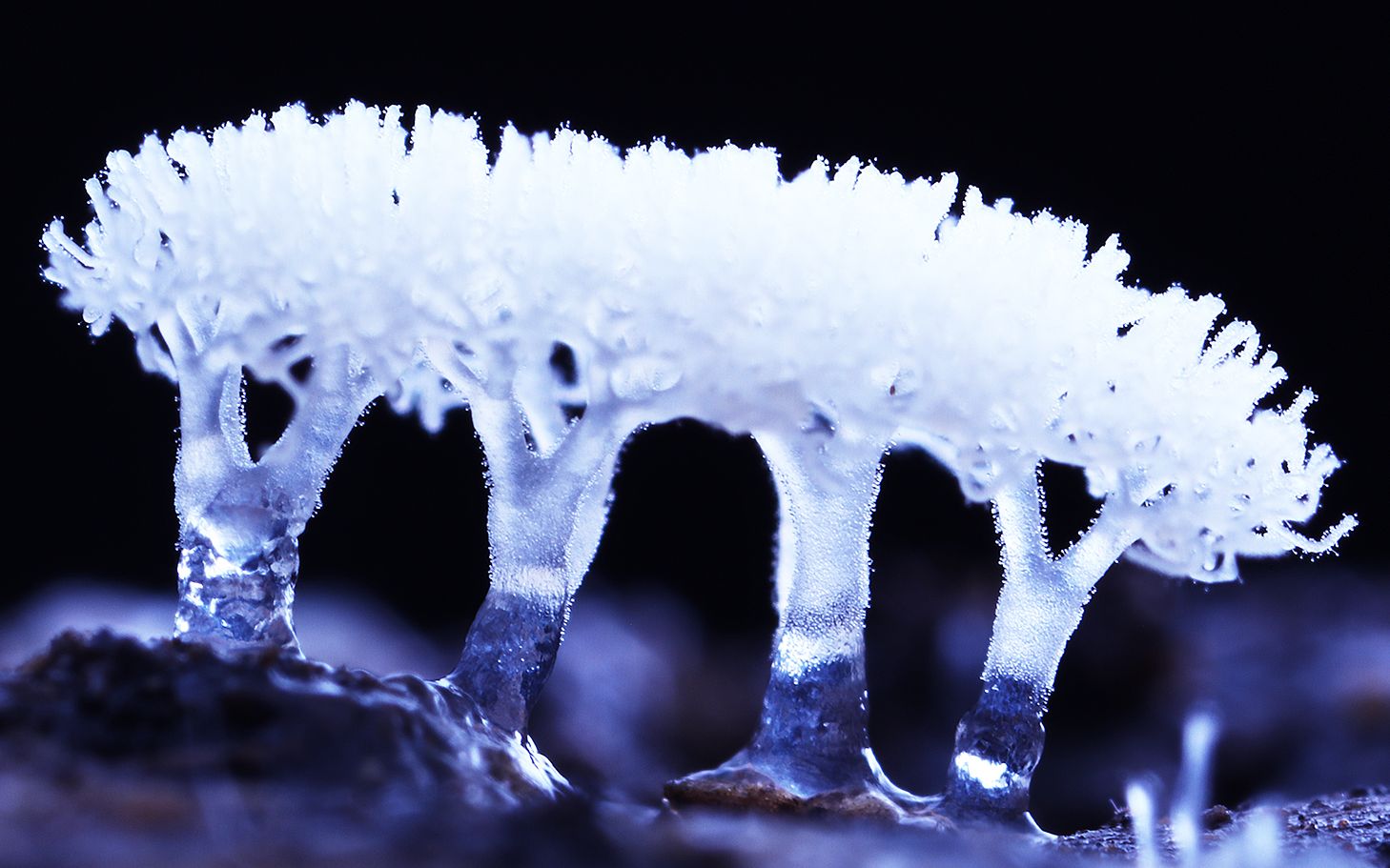 如果你在野外看到腐木发白,别放过它,蹲下来仔细看