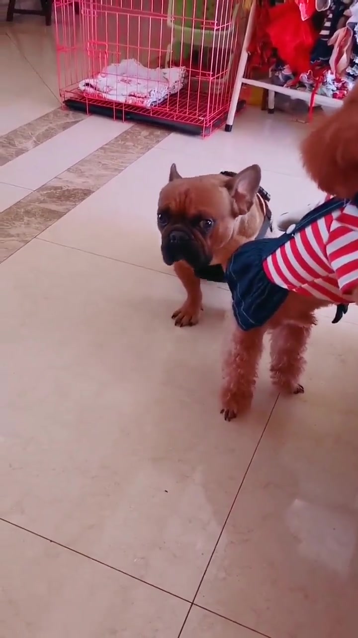 这就是泰迪和法斗犬的区别,没有对比就没有差距