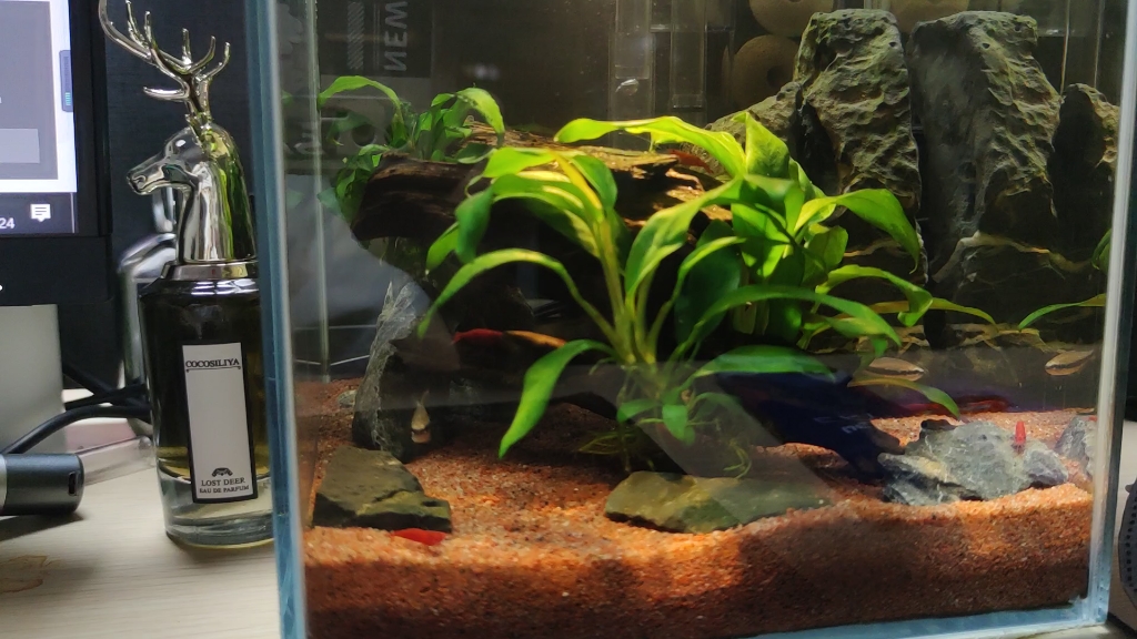 20厘米方缸南美简单造景南美缸方缸