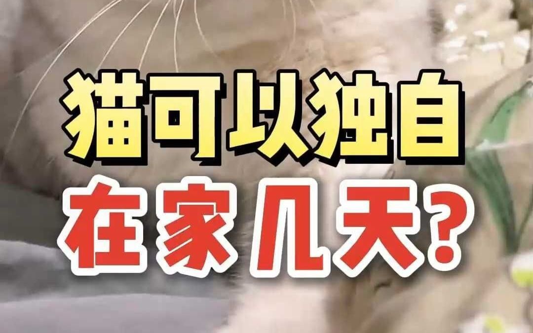 猫可以独自在家生活几天呢?哔哩哔哩bilibili