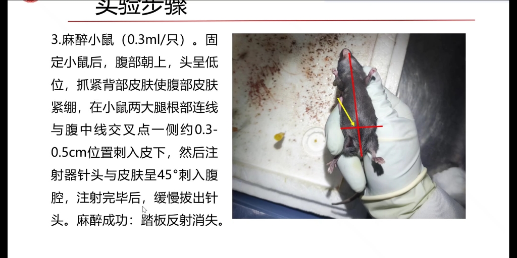 小鼠心脏灌流详细步骤,不会的小伙伴快来看看叭