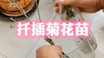 Download Video: 看看这次扦插的菊花能不能活。#菊花 #扦插 #种植小技巧