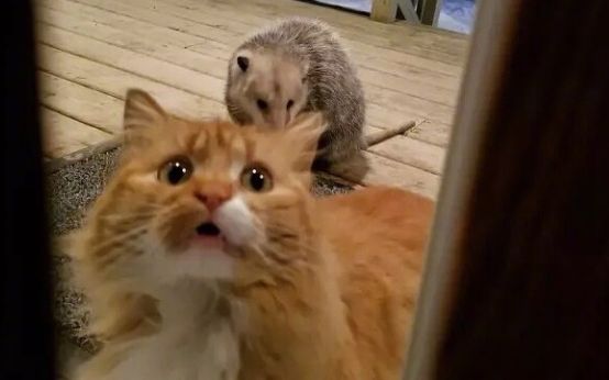 硬币 收藏 猫猫村长发消息 微博:@猫猫村长大人,公众微信:猫猫村长