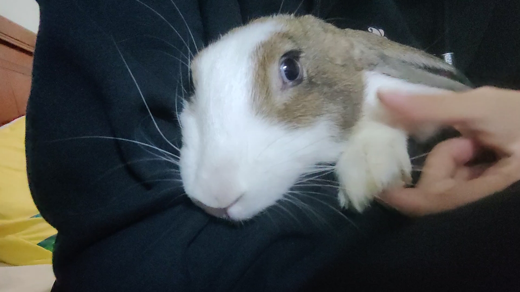 告诉一只兔兔他是驴脸