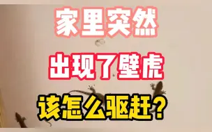 Download Video: 家里突然出现了壁虎，该怎么驱赶？