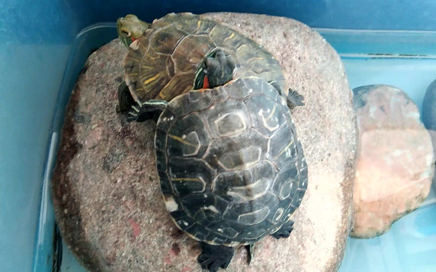 【巴西龟】晴天晒背搞怪日常