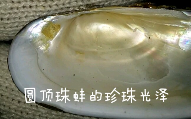 圆顶珠蚌的珍珠光泽