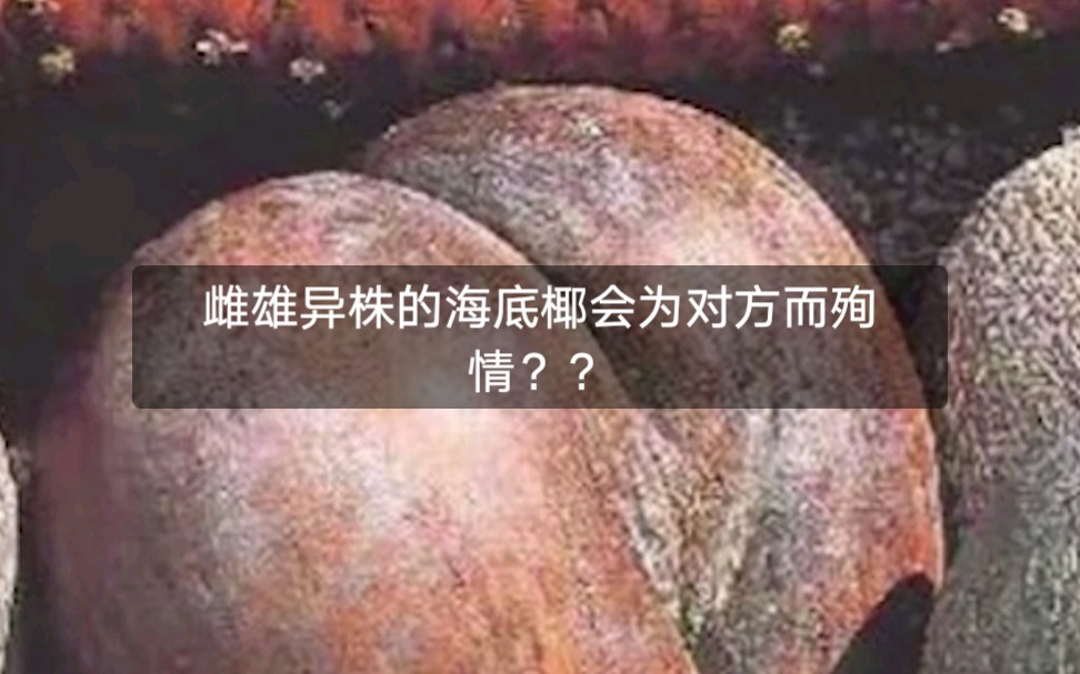 雌雄异株的海底椰会为对方而殉情??哔哩哔哩bilibili