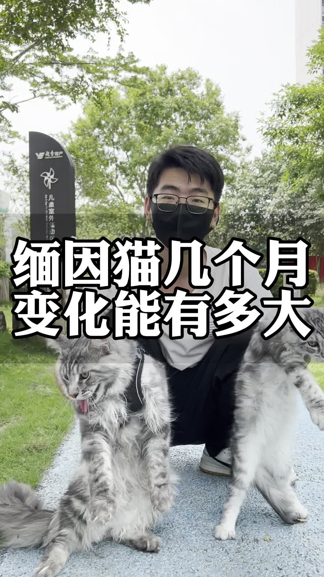 缅因猫几个月变化能有多大?缅因猫能长多大?缅因猫好养吗?这么选就对了! #猫 #萌宠推荐官 #缅因哔哩哔哩bilibili