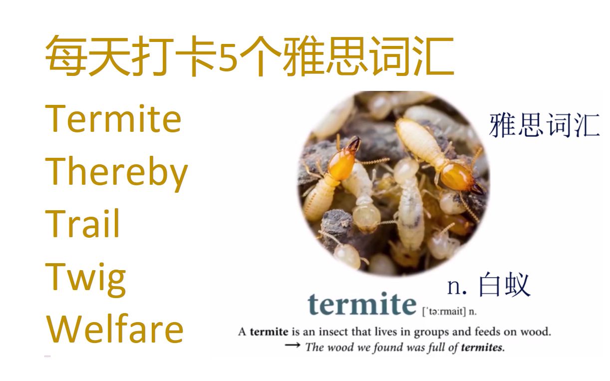 每天打卡5个雅思词汇 termite, thereby, trail,twig, welfare哔哩哔哩bilibili