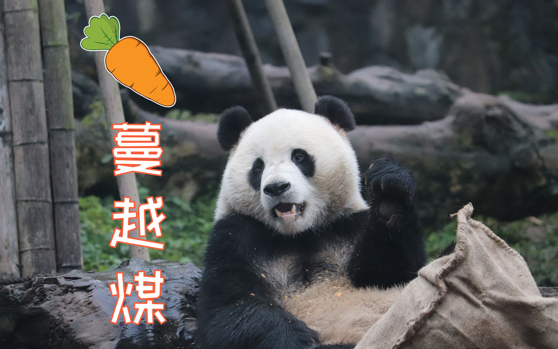 【蔓越煤】【大熊猫青青】蔓越煤吃窝头_哔哩哔哩_bilibili