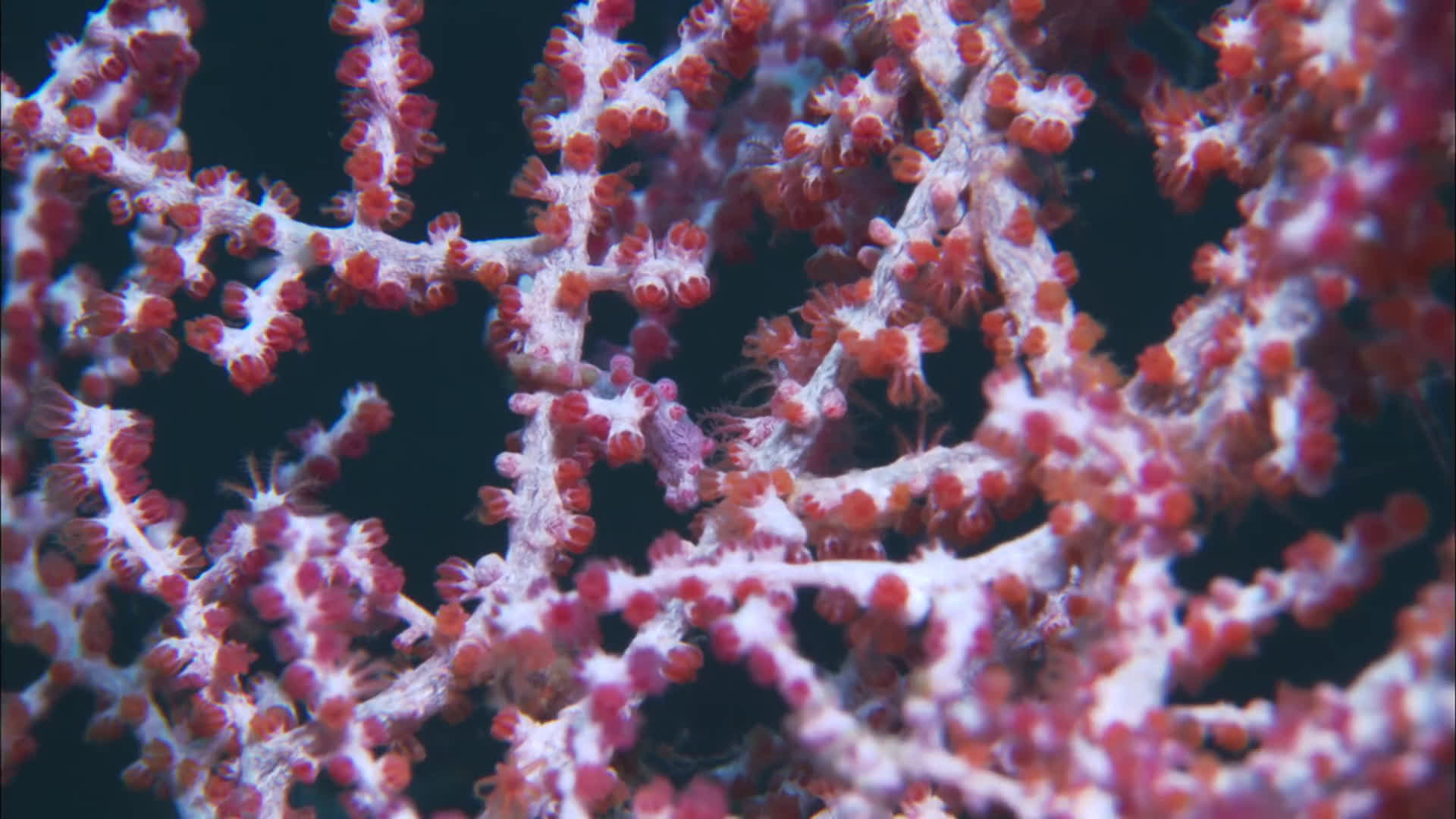 来自WIRED的,Pygmy Seahorse豆丁海马哔哩哔哩bilibili