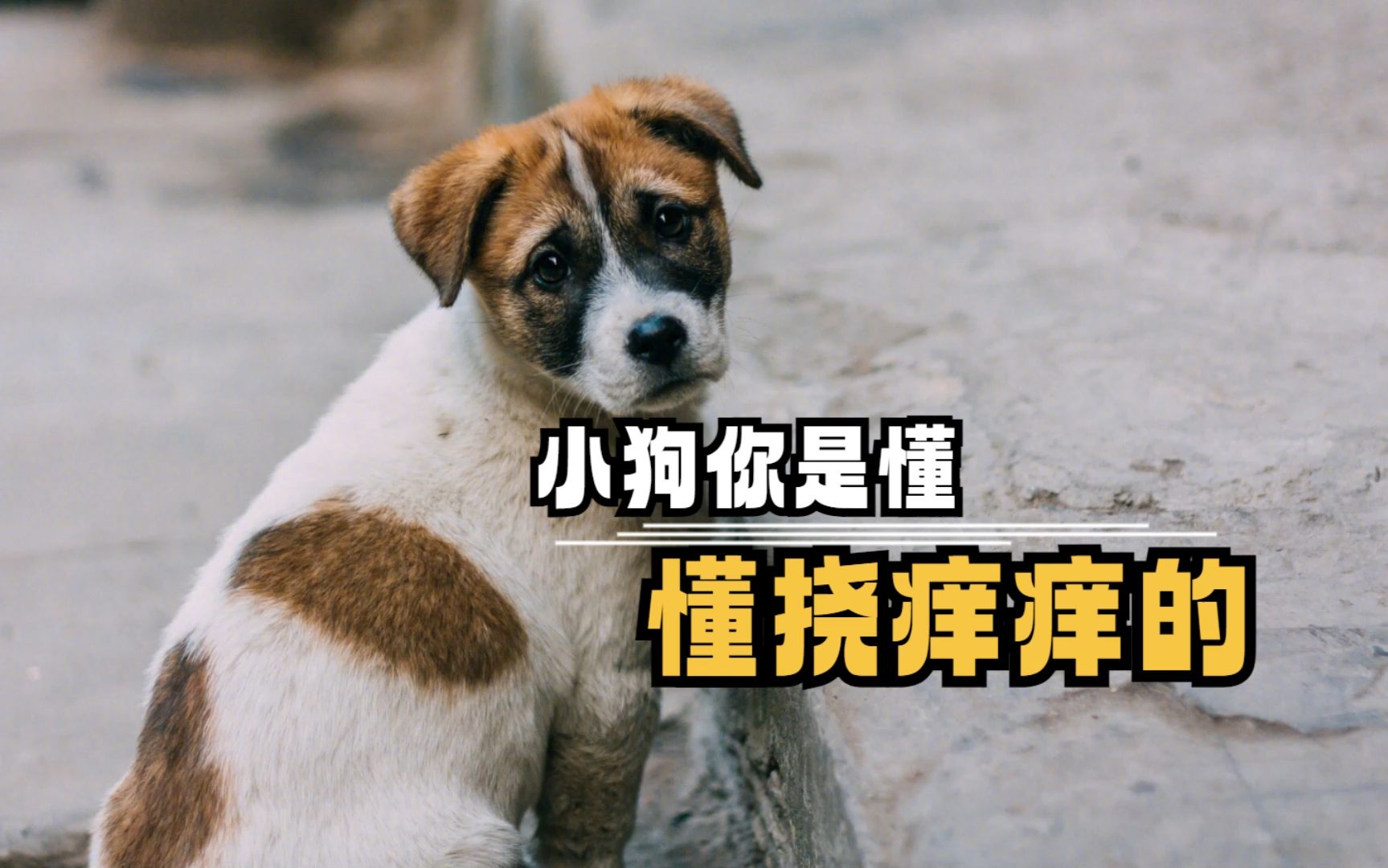 小狗你是懂挠痒痒的,这也太搞笑了