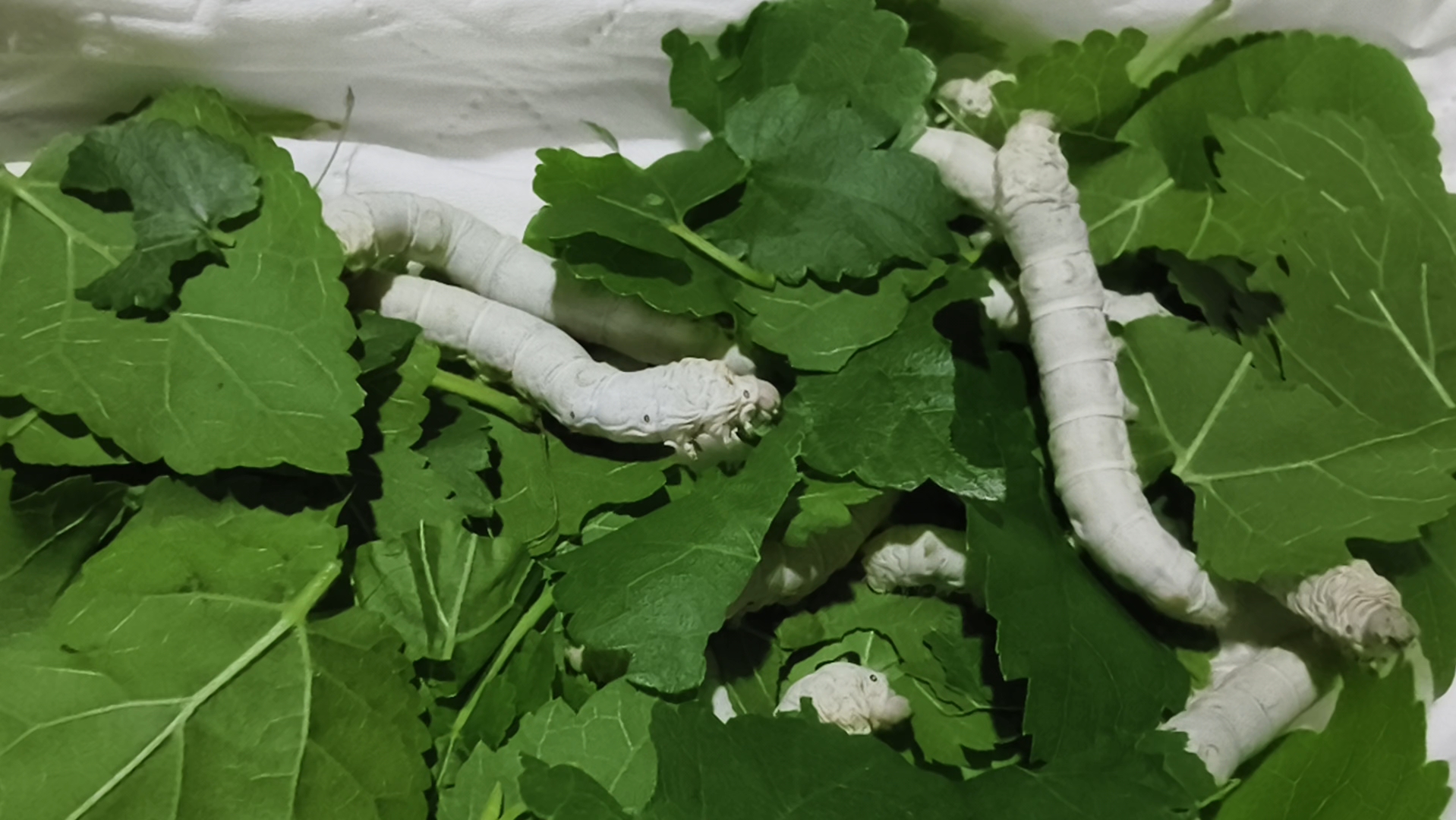 春蚕你们养了吗