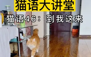 Descargar video: 只要大声播放猫语“到我这来”，你家猫就会过来找你！