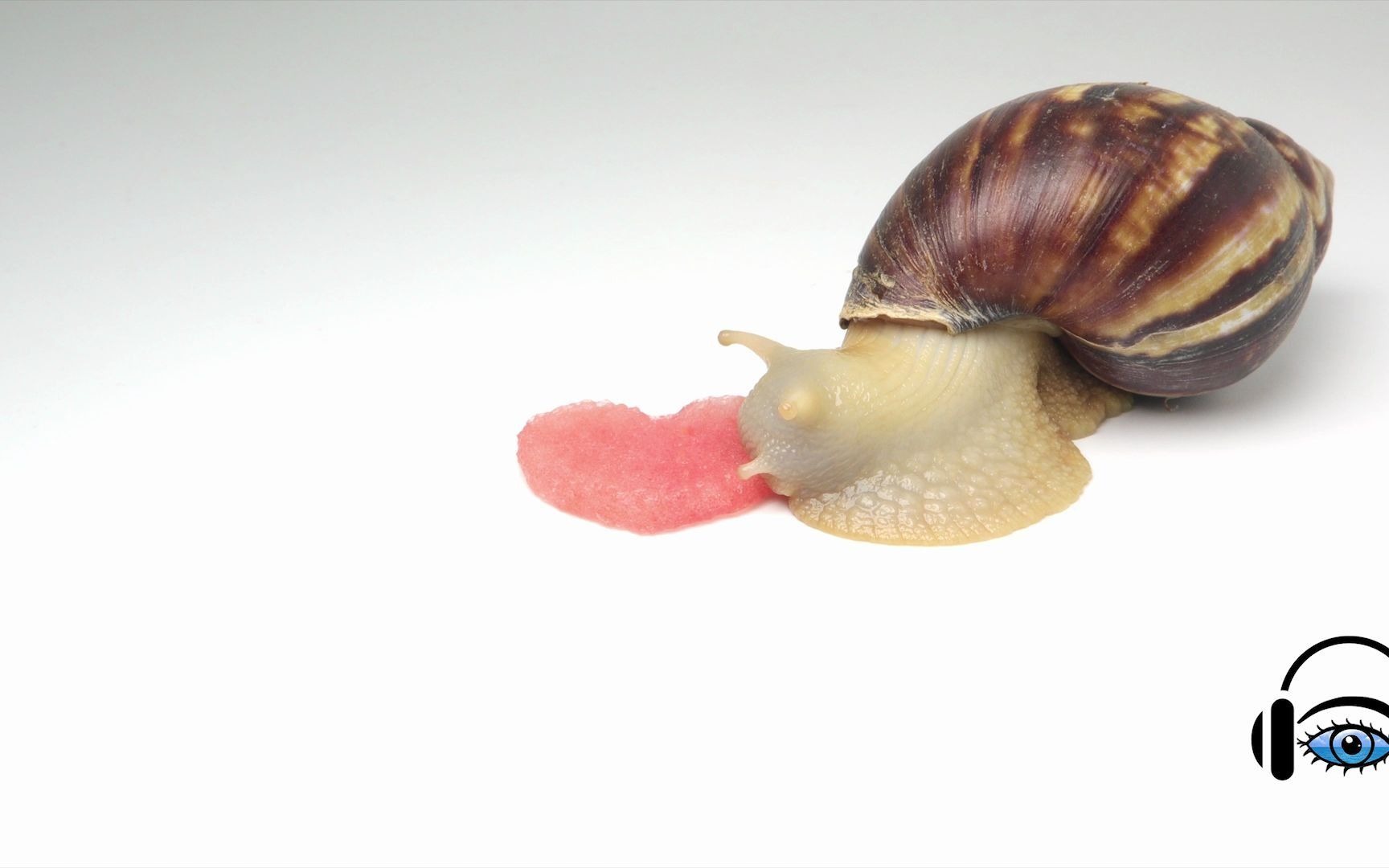 【宠物吃播】蜗牛吃西瓜,你听过蜗牛吃西瓜的声音吗?