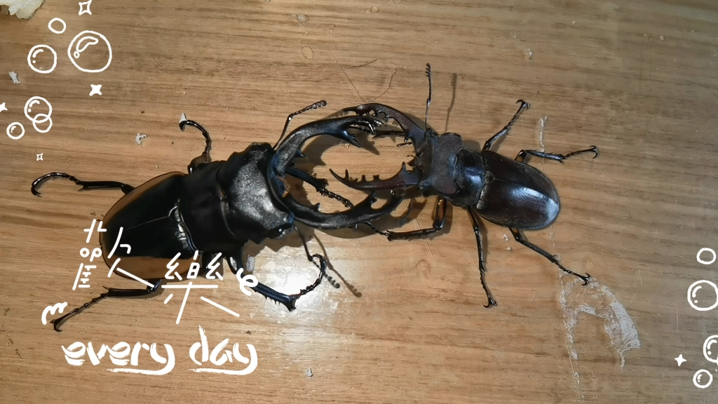 78mm黄边鬼艳和他的朋友64mm斑股深山锹甲(喇叭沟门产)