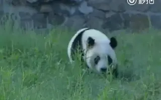 熊猫家族 搜索结果 哔哩哔哩 Bilibili