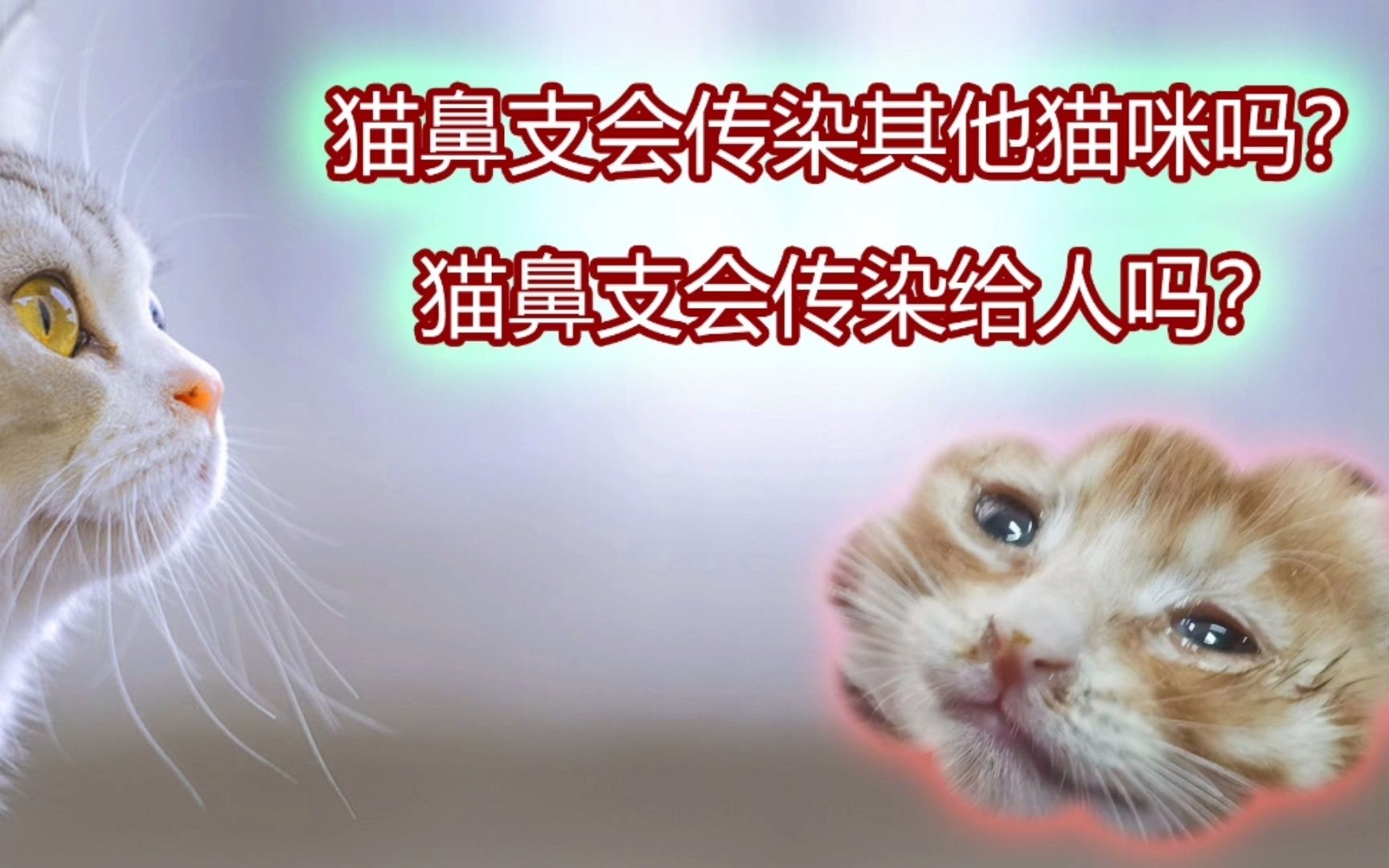 猫鼻支会传染其他猫咪吗?哔哩哔哩bilibili