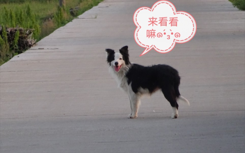 边 境 牧 牛 犬哔哩哔哩bilibili