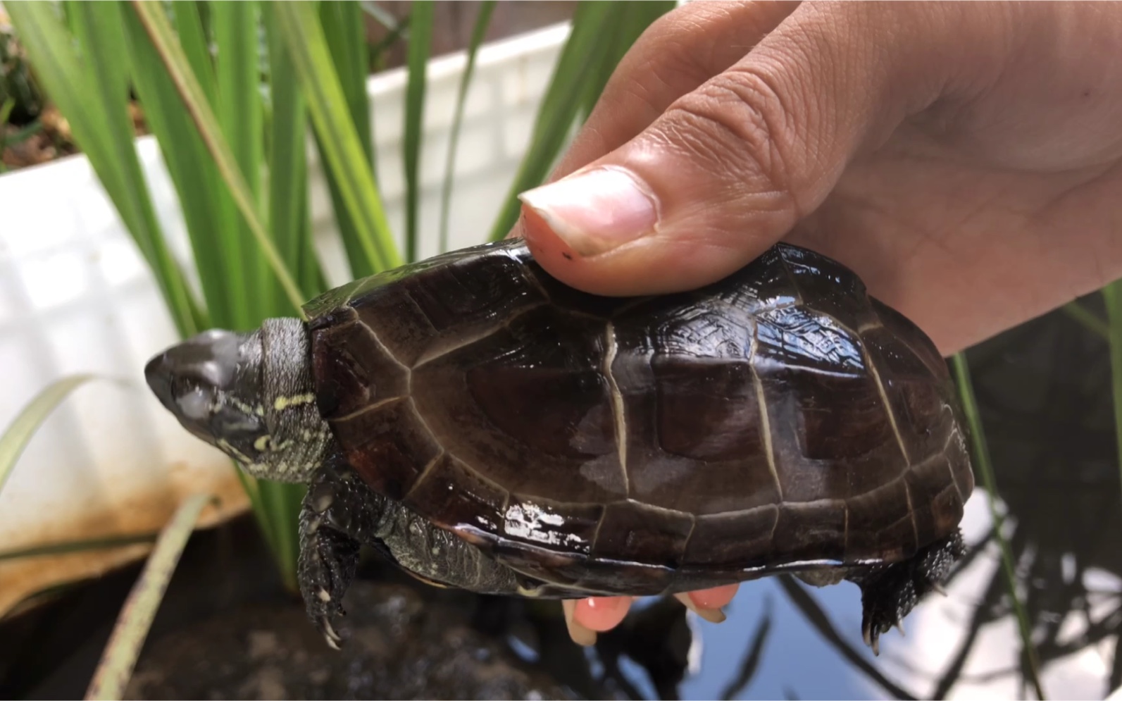 中华草龟实在太能吃都快养不起了你们一般喂什么呢