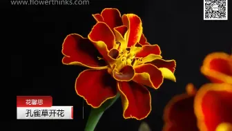 植物说 孔雀花 哔哩哔哩 Bilibili