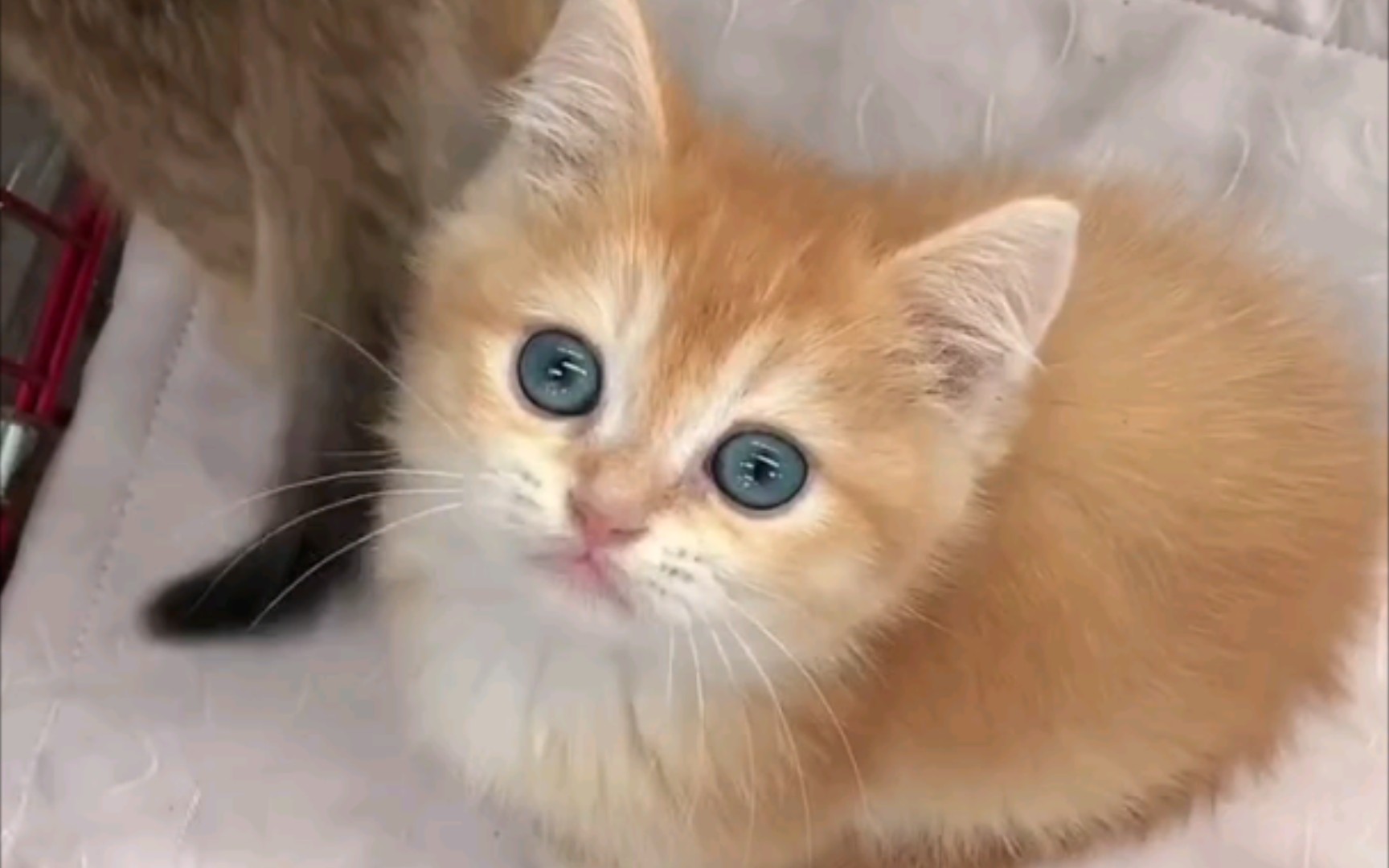 小橘猫当金渐层卖,猫咪市场的猫腻!