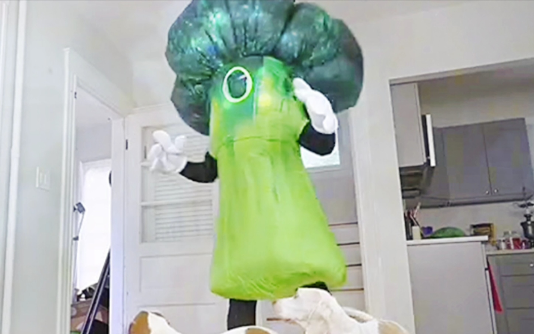 邪恶的蔬菜人闯进狗狗家里!