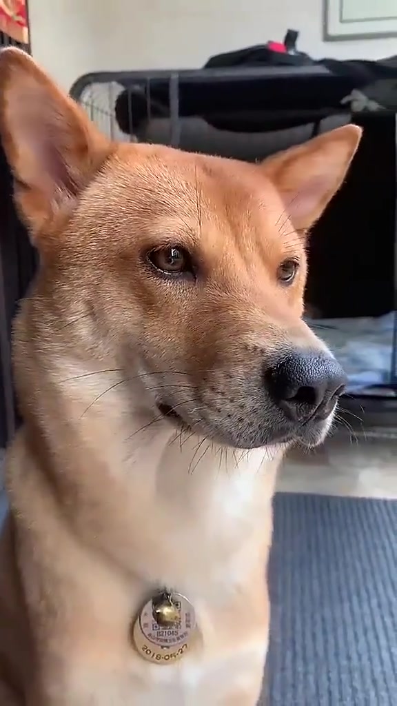 看"我"长的眉清目秀人家是中华田园犬