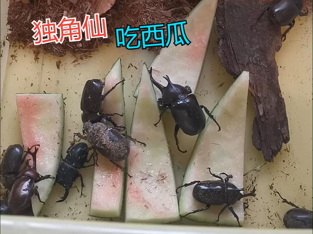 独角仙吃西瓜