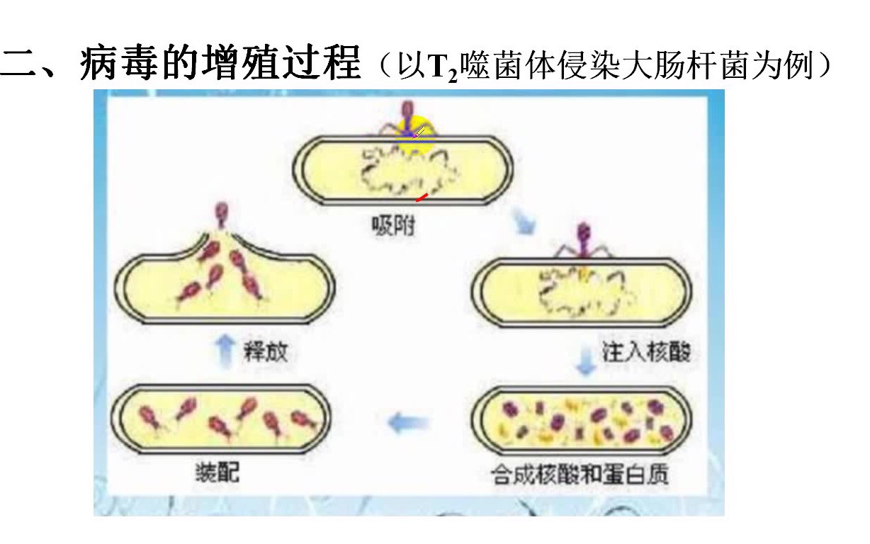 2021年高考生物二轮复习病毒微专题复习课哔哩哔哩bilibili